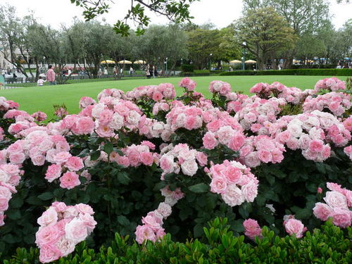 ディズニーランド春の花散歩 20090516_012.jpg