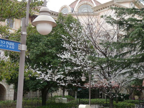 ミラコの桜 20090328_002.jpg
