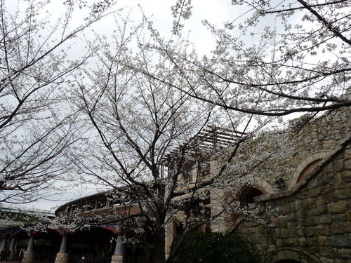 ミラコの桜 20090328_004.jpg