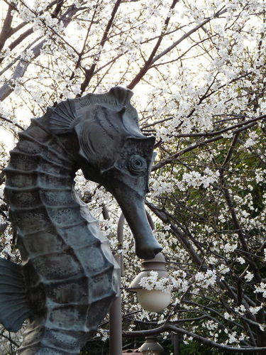 ミラコの桜 20090328_007.jpg