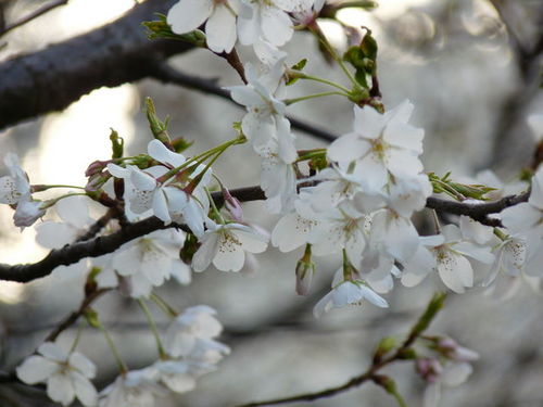 ミラコの桜 20090328_008.jpg