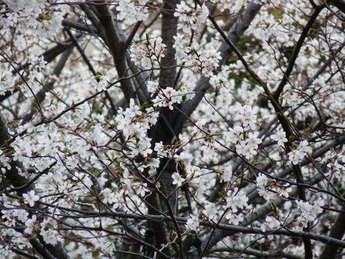 ミラコの桜 20090328_009.jpg