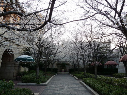 ミラコの桜 20090328_010.jpg