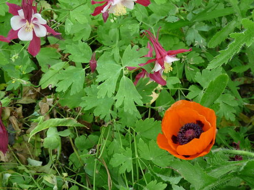 ランドの春の花 20090523_001.jpg
